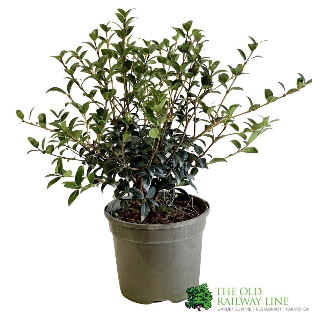 Osmanthus burkwoodii Plant 3Ltr Pot