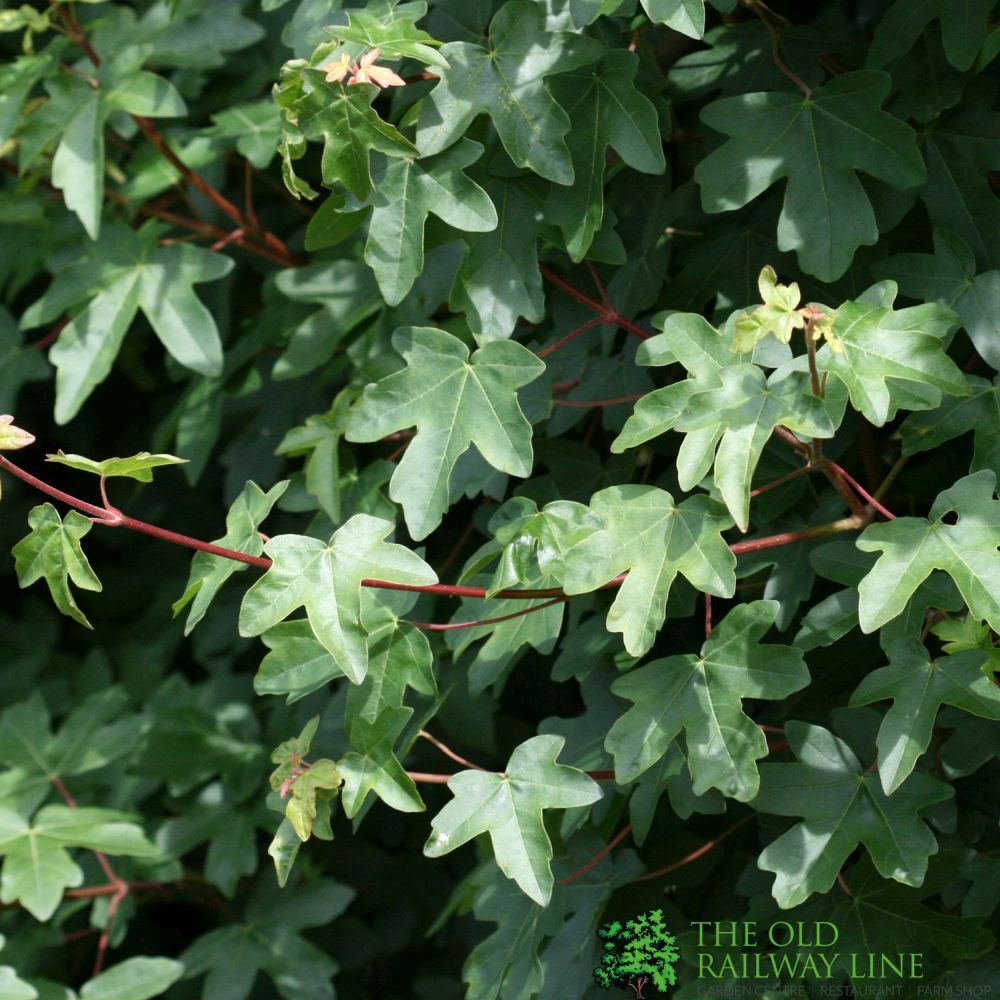 Acer Campestre 'Field Maple' Bare Root Hedging (x5 Whips)