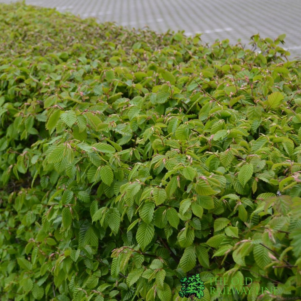 Carpinus Betulus 'Hornbeam' Bare Root Hedging (x5 Whips)