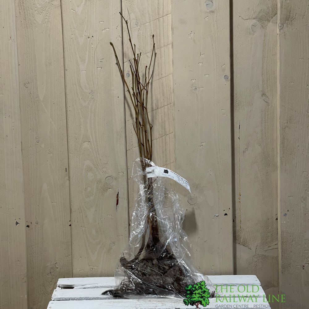 Corylus Avellana 'Hazel' Bare Root Hedging (x5 Whips)