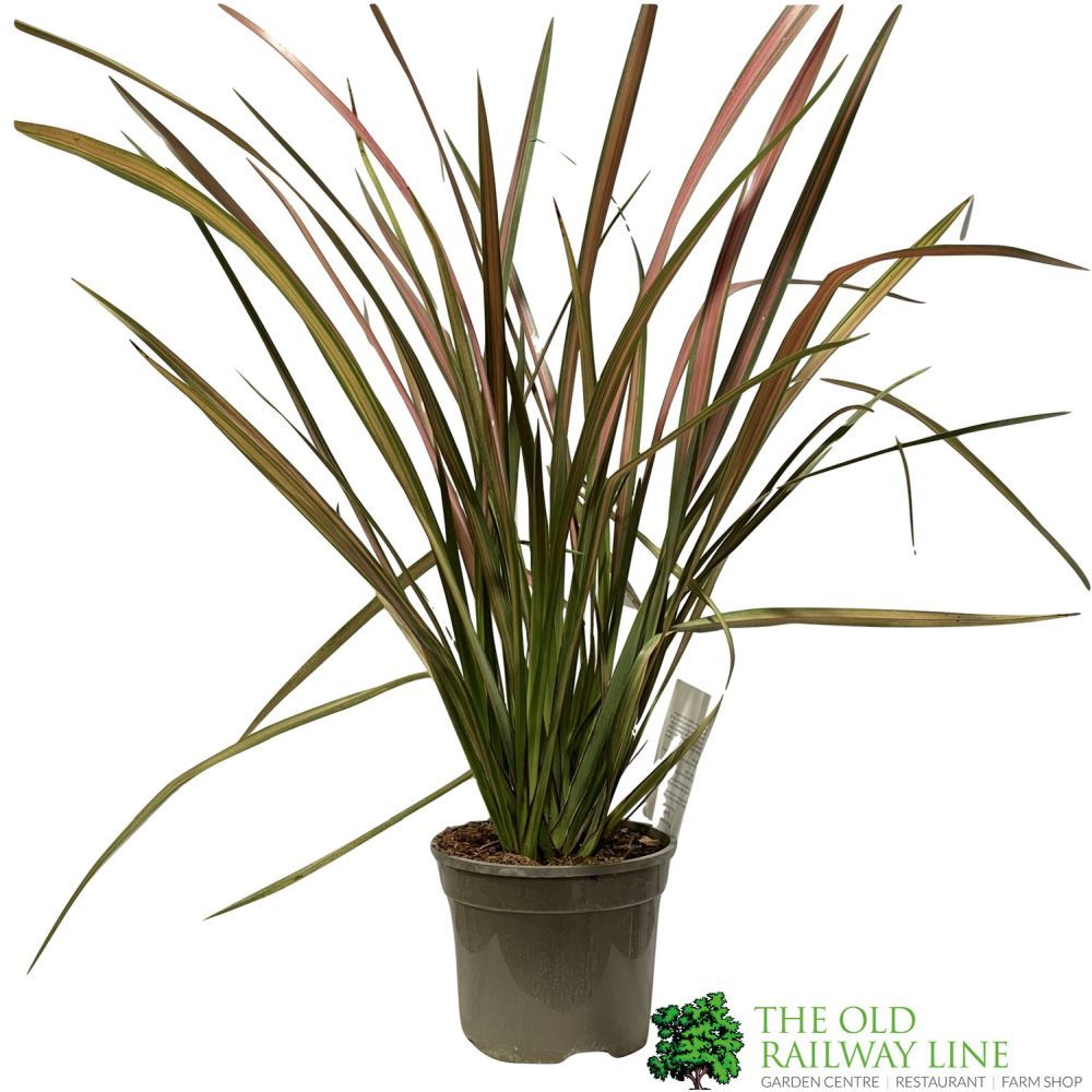Phormium 'Jester' Flax 3Ltr Pot