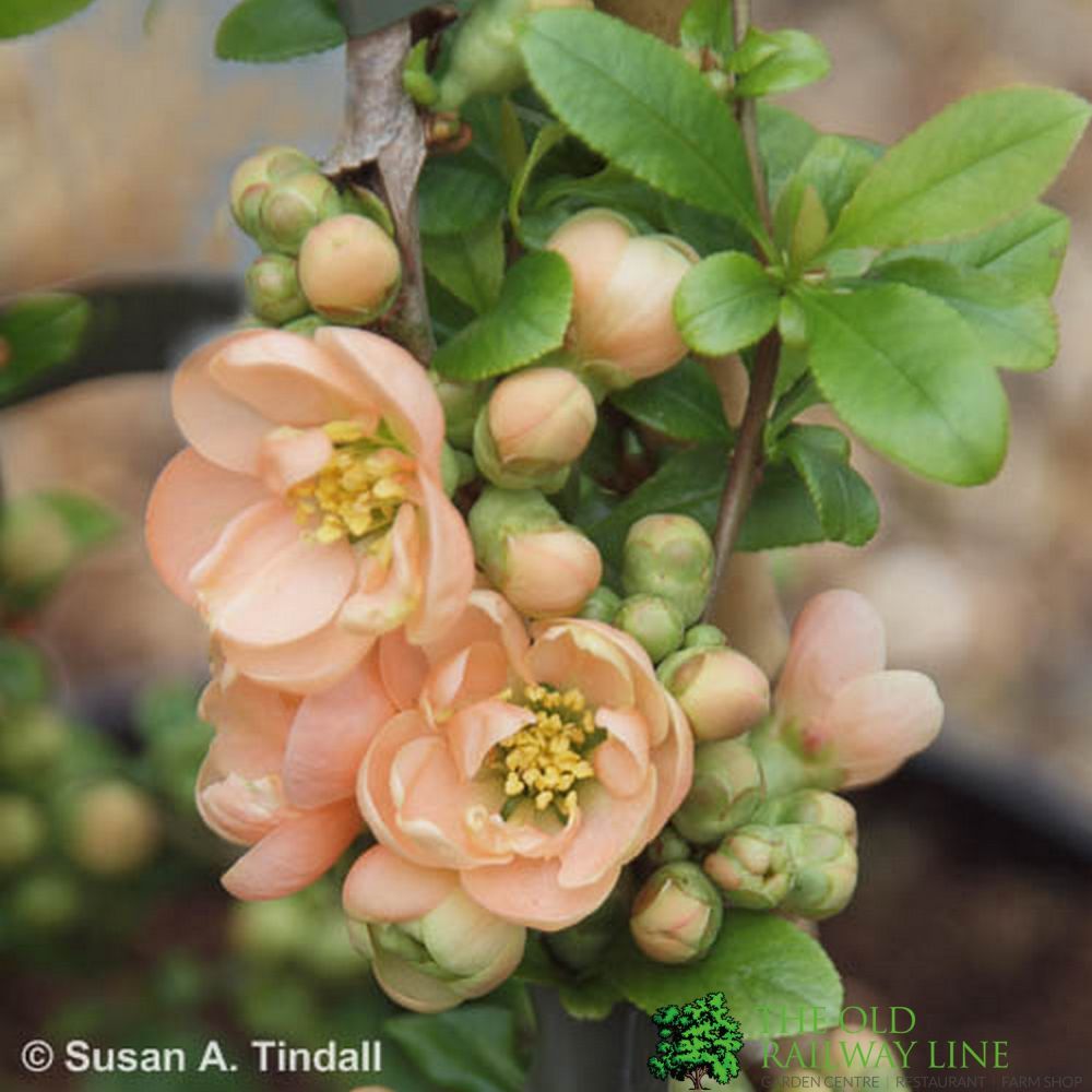 Chaenomeles 'Geisha Girl' Japanese Quince 3Ltr Pot