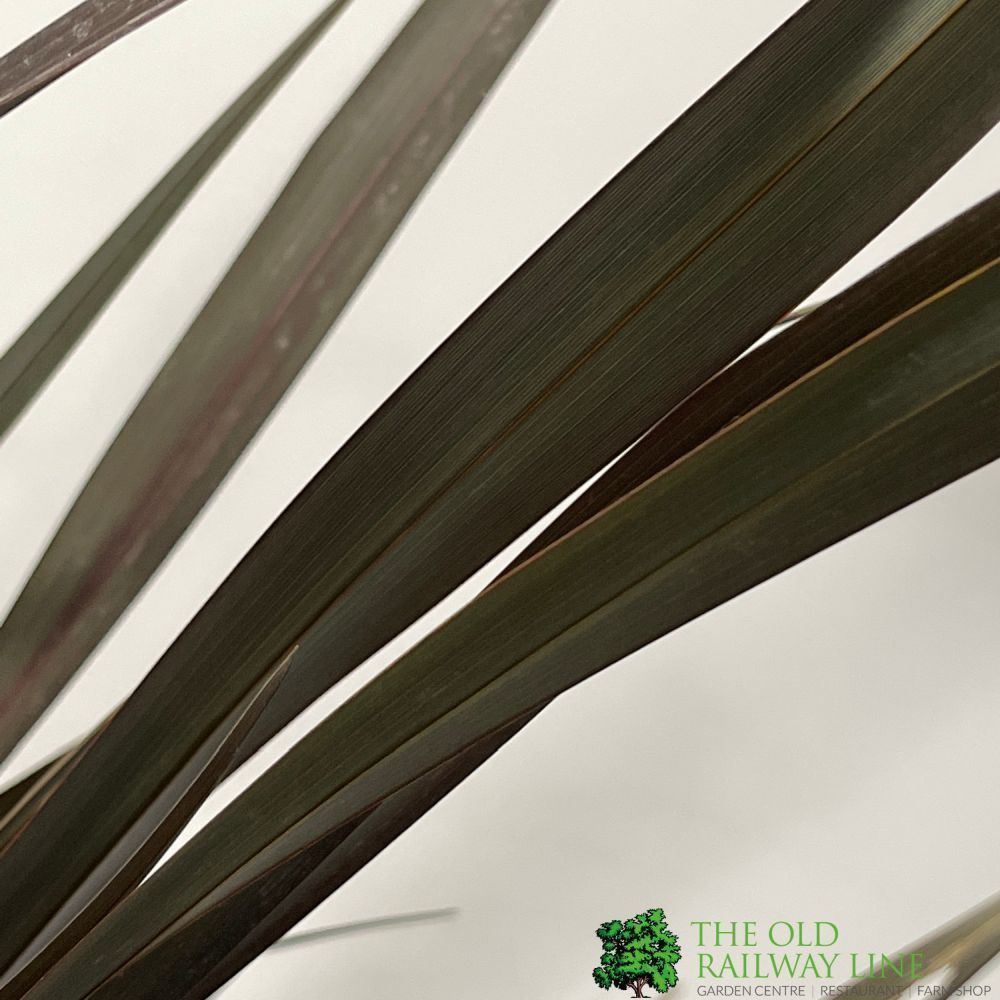 Phormium 'Platts Black' Flax 3Ltr Pot