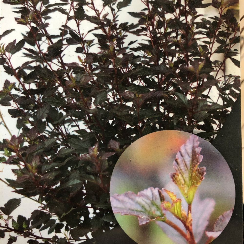 Physocarpus Opulifolius 'Little Joker' Ninebark Plant 3Ltr Pot