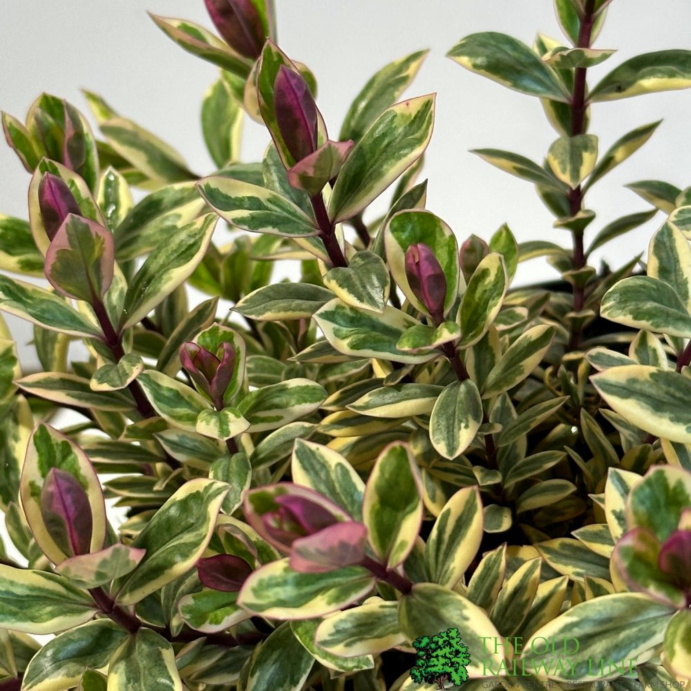 Hebe 'Rhubarb & Custard' Plant 2Ltr Pot