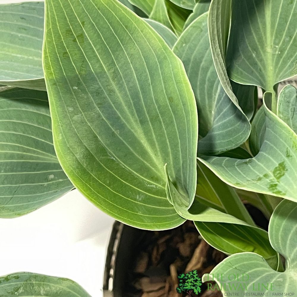 Hosta 'Halcyon' Plant 3Ltr Pot