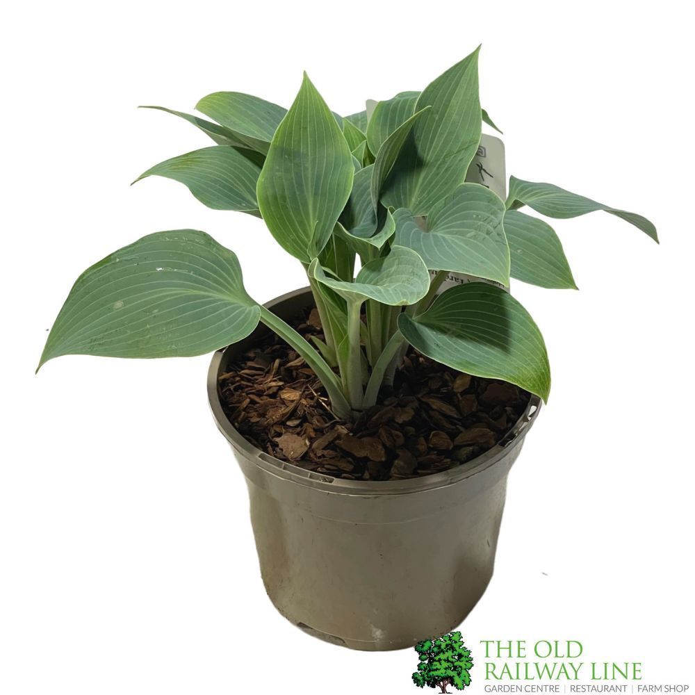 Hosta 'Halcyon' Plant 3Ltr Pot