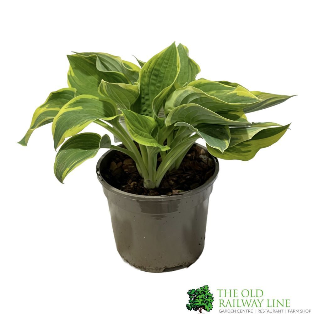 Hosta 'Wide Brim' Plant 2Ltr Pot