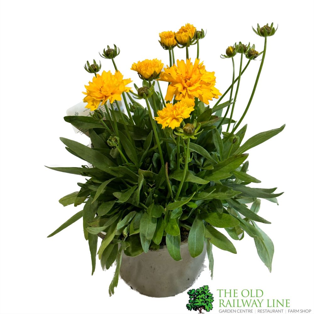 Coreopsis 'Presto Yellow' Plant 2Ltr Pot