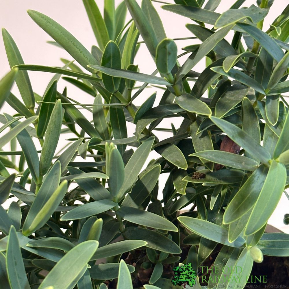 Hebe 'Blue Star' Plant 2Ltr Pot