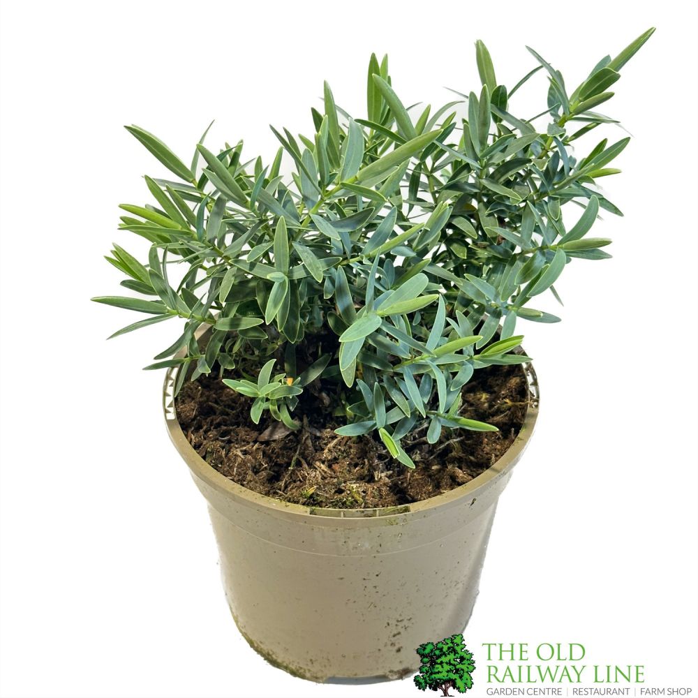 Hebe 'Blue Star' Plant 2Ltr Pot