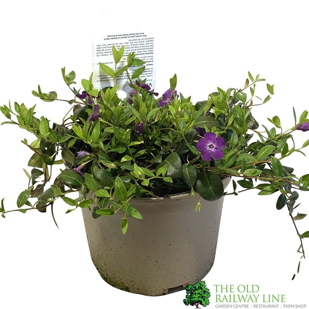 Vinca 'Atropurpurea' Periwinkle Plant 3 Ltr Pot