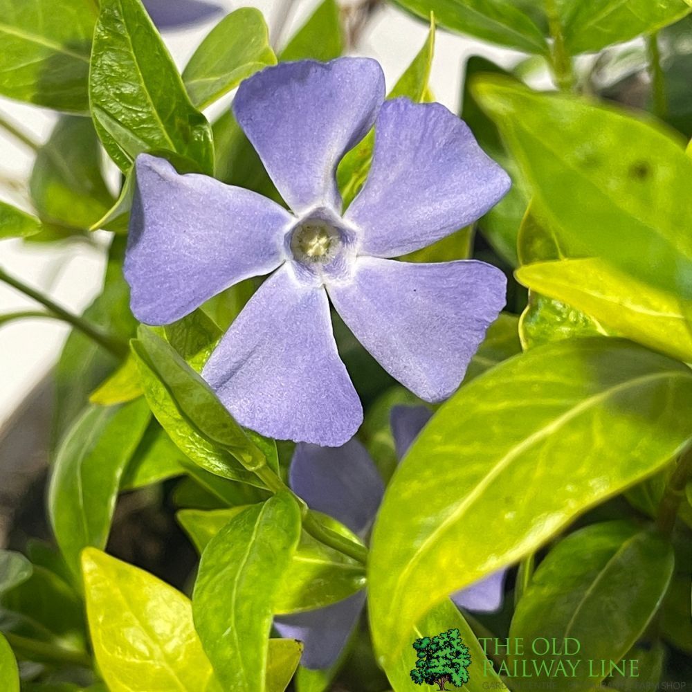 Vinca 'Bowles Variety' Periwinkle 3 Ltr Pot