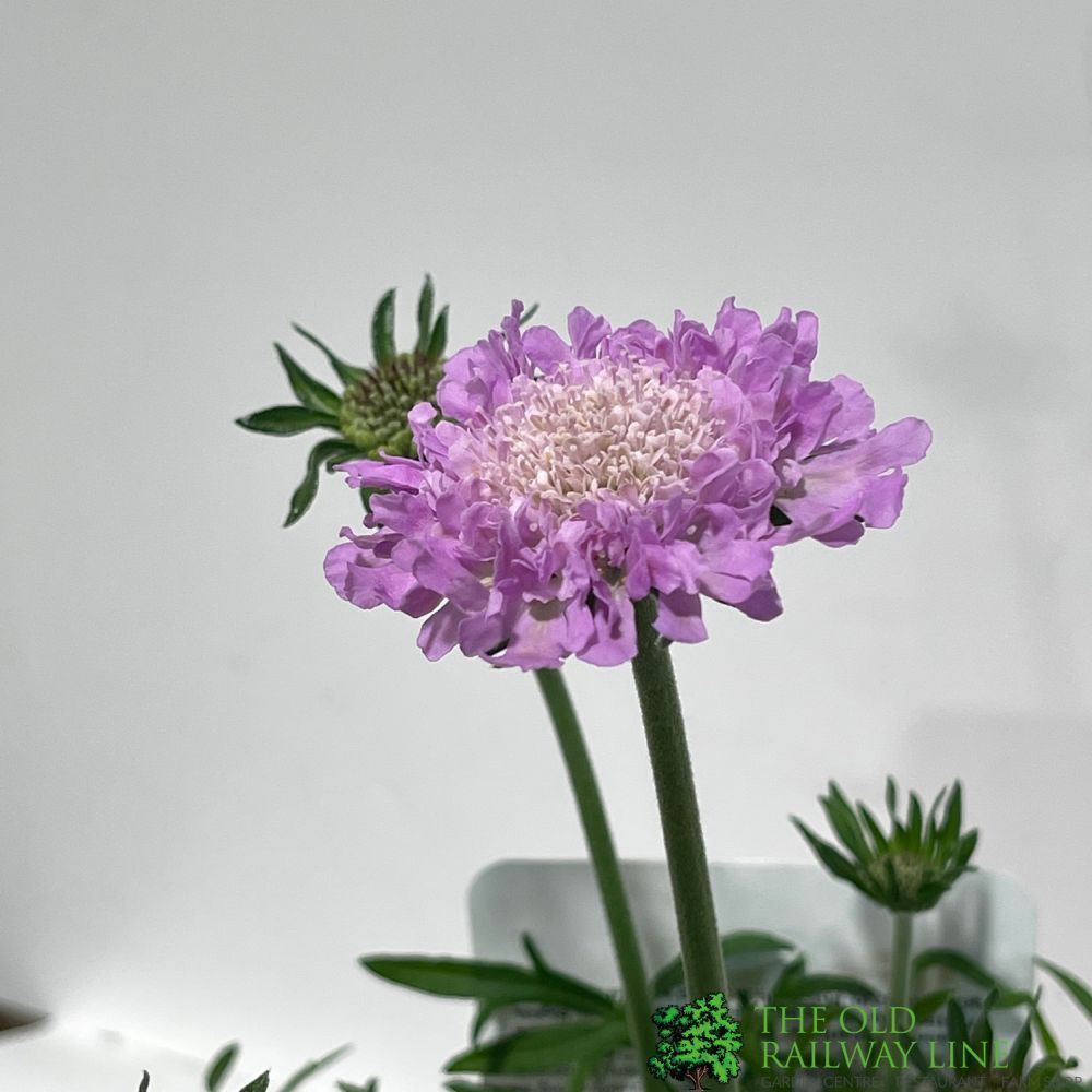 Scabious 'Pink Mist' Plant 1.5 Ltr Pot