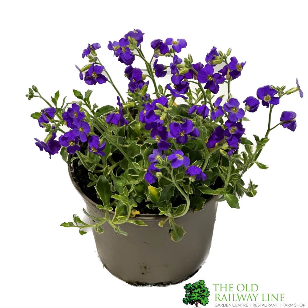 Aubrieta 'Silver Variegated' Plant 1Ltr Pot