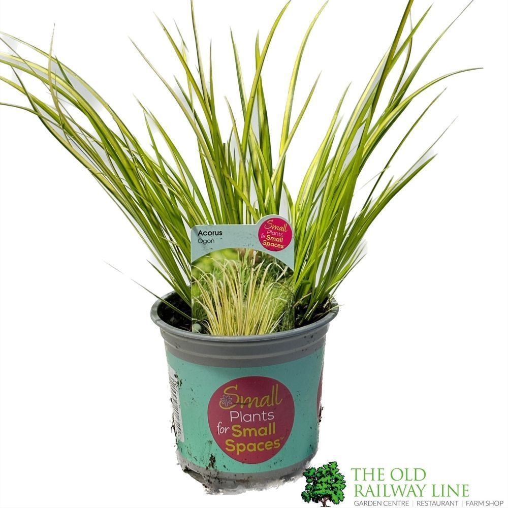 Acorus gramineus 'Ogon' Marginal Pond Plant 1 Ltr Pot