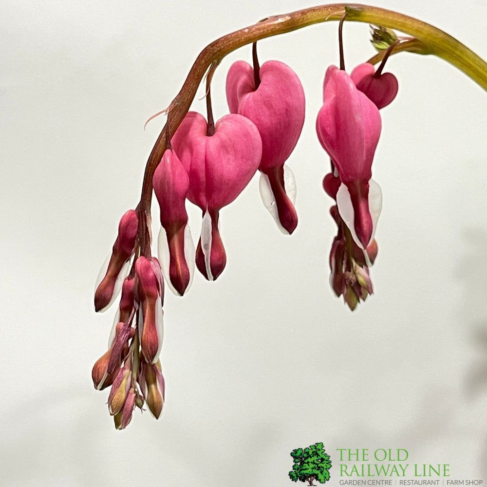 Dicentra 'Spectabilis' Plant 2Ltr Pot