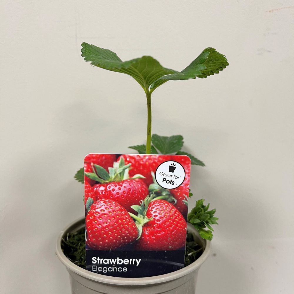 Strawberry 'Elegance' Plant 11cm Pot