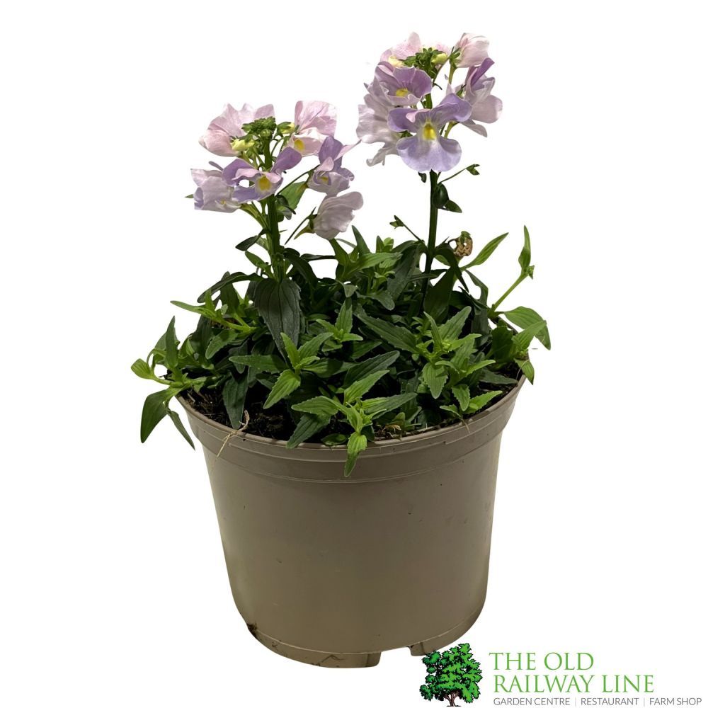 Nemesia 'Amelie' 1Ltr Pot
