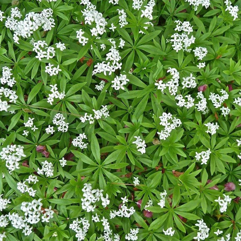 Woodruff Herb 9cm Pot
