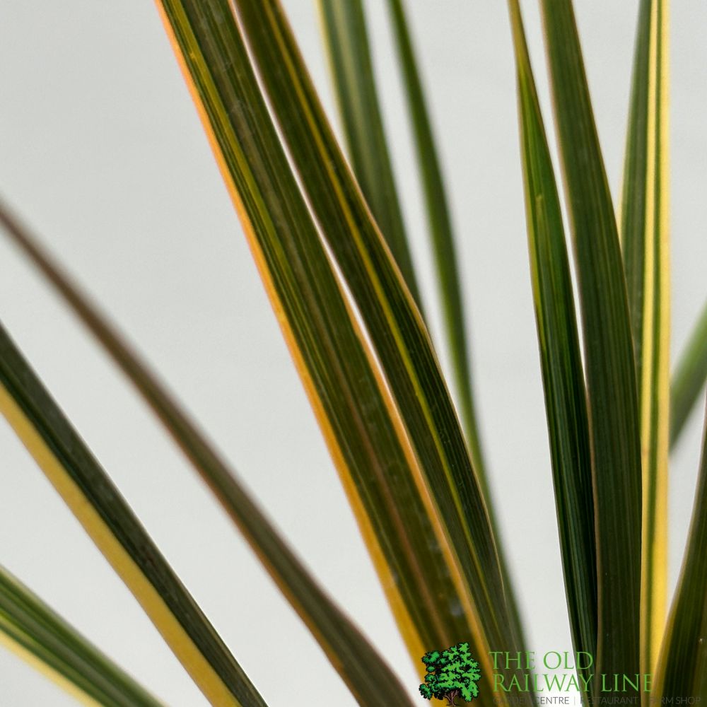 Cordyline Australis 'Sparkler' 2Ltr Pot