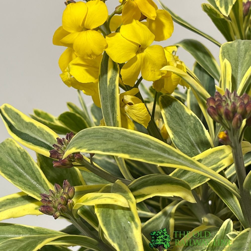 Erysimum 'Fragrant Star' Plant 2Ltr Pot