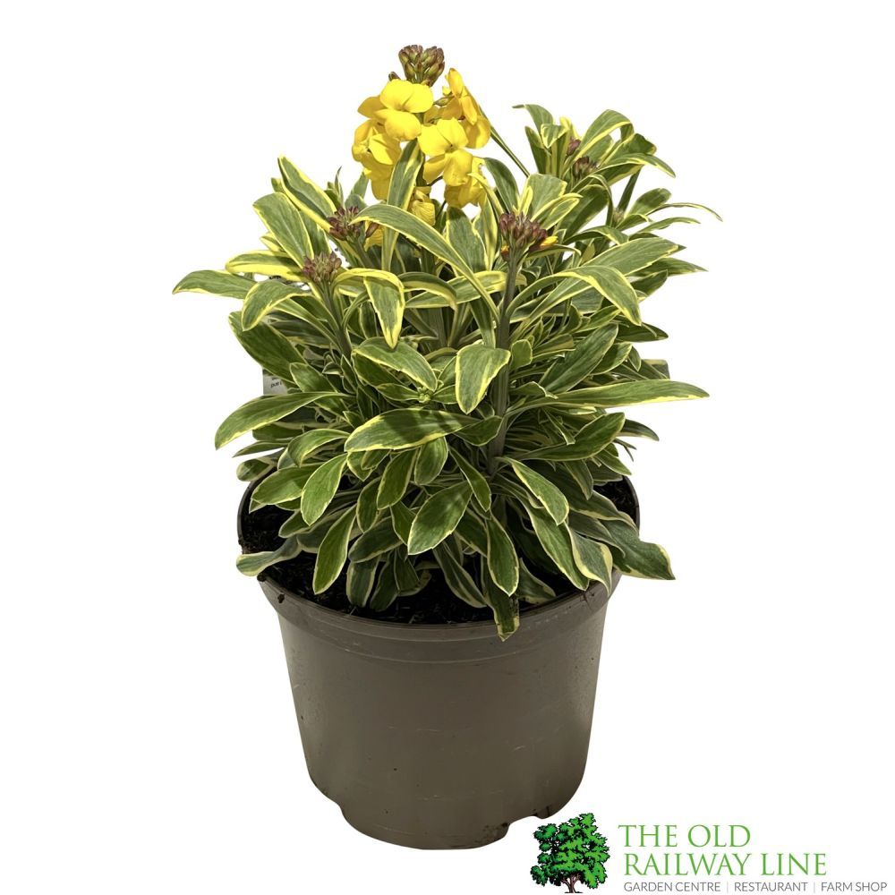 Erysimum 'Fragrant Star' Plant 2Ltr Pot