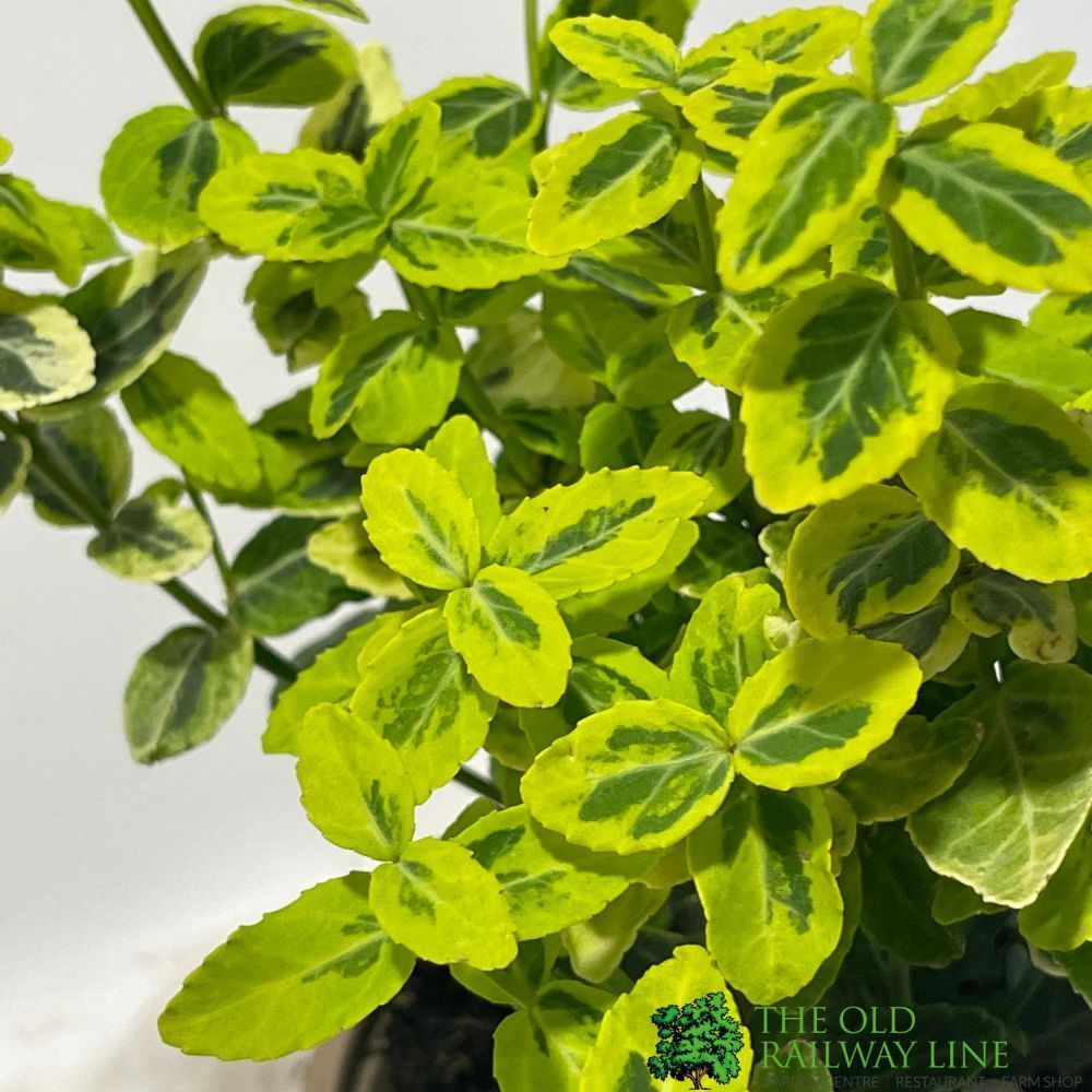 Euonymus Fortunei 'Emerald n' Gold' 11cm Pot