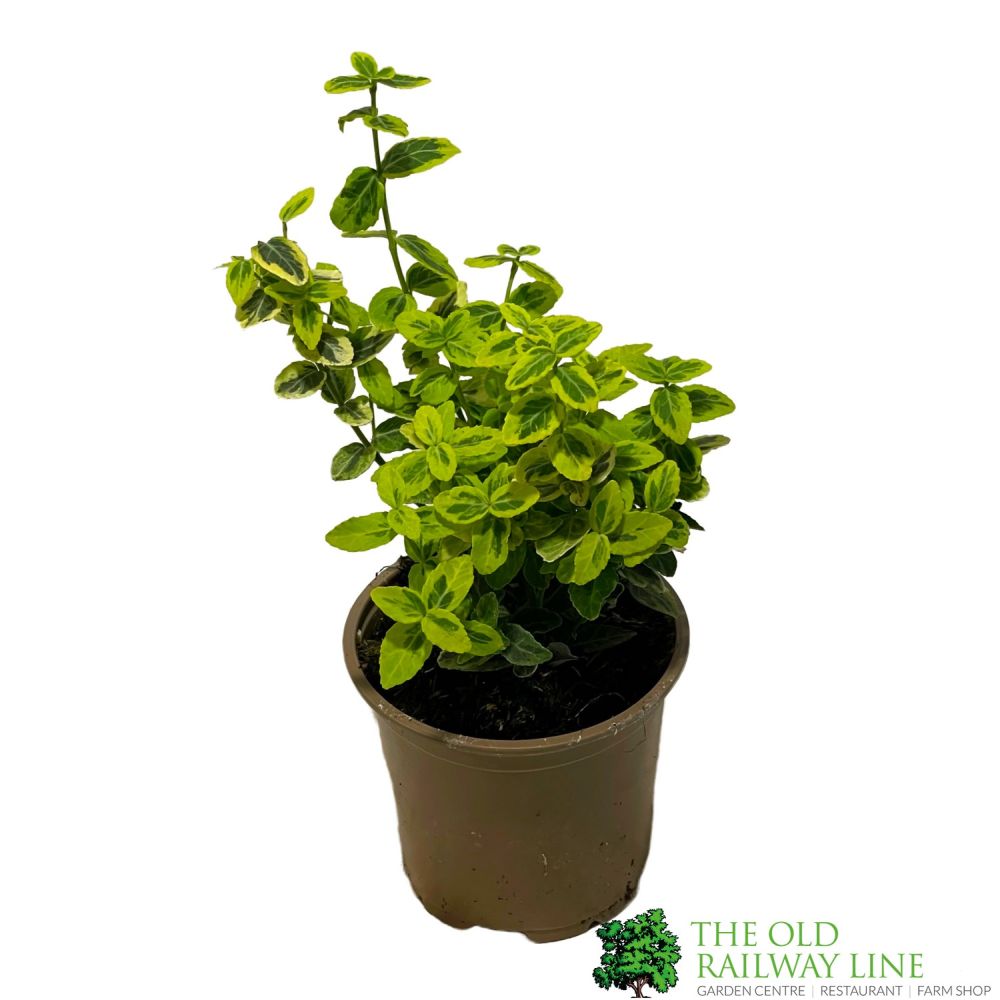 Euonymus Fortunei 'Emerald n' Gold' 11cm Pot