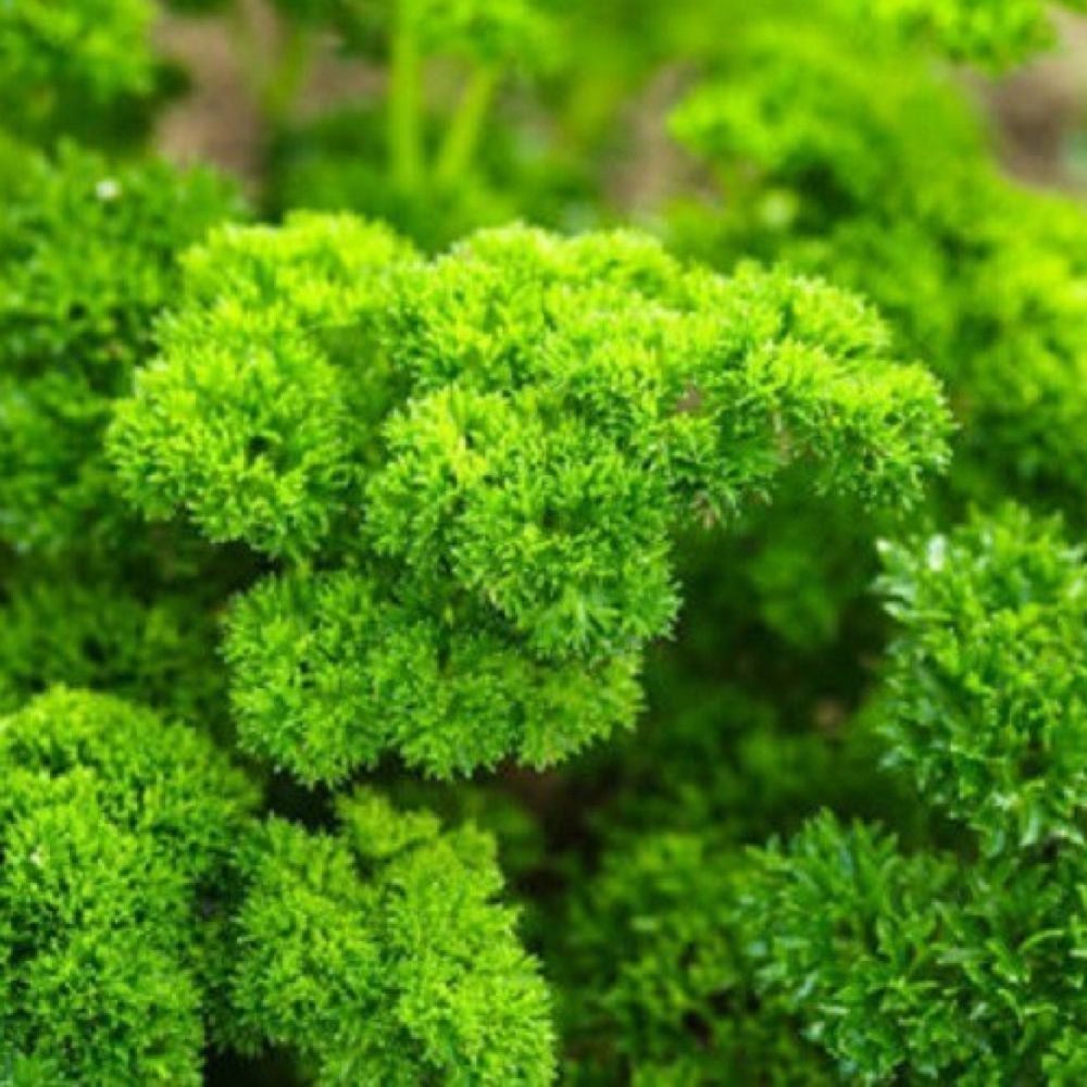 Parsley Moss Curled 1Ltr Pot
