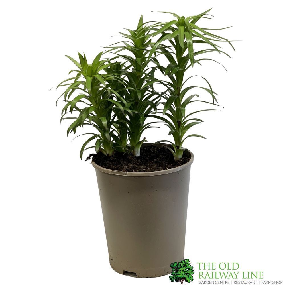 Hardy Lily 'Pink' 3Ltr Pot