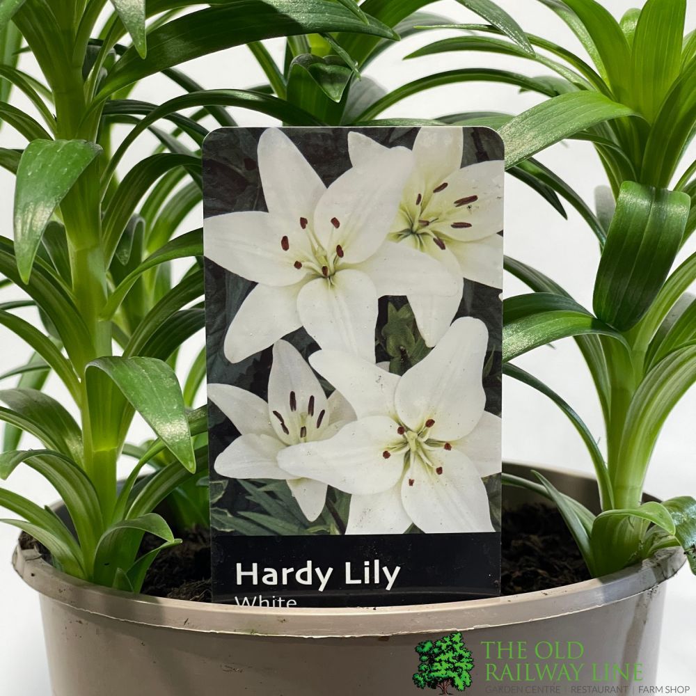 Hardy Lily 'White' 3Ltr Pot