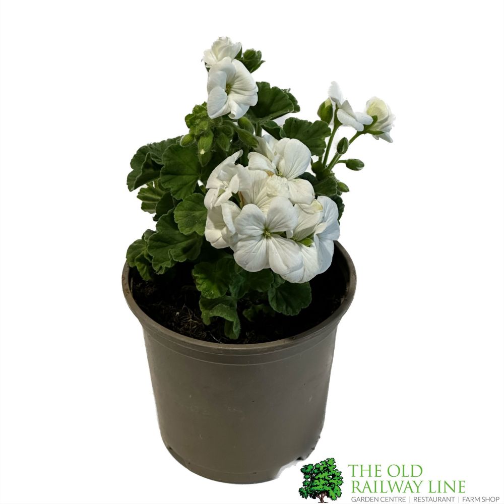 Geranium 'Pulsar White'