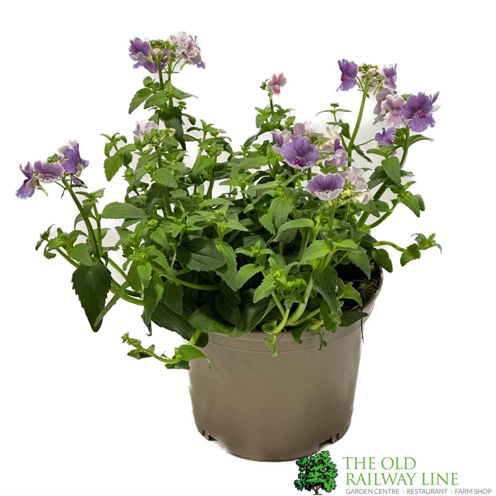 Nemesia 'Mirabelle' Plant 1Ltr Pot