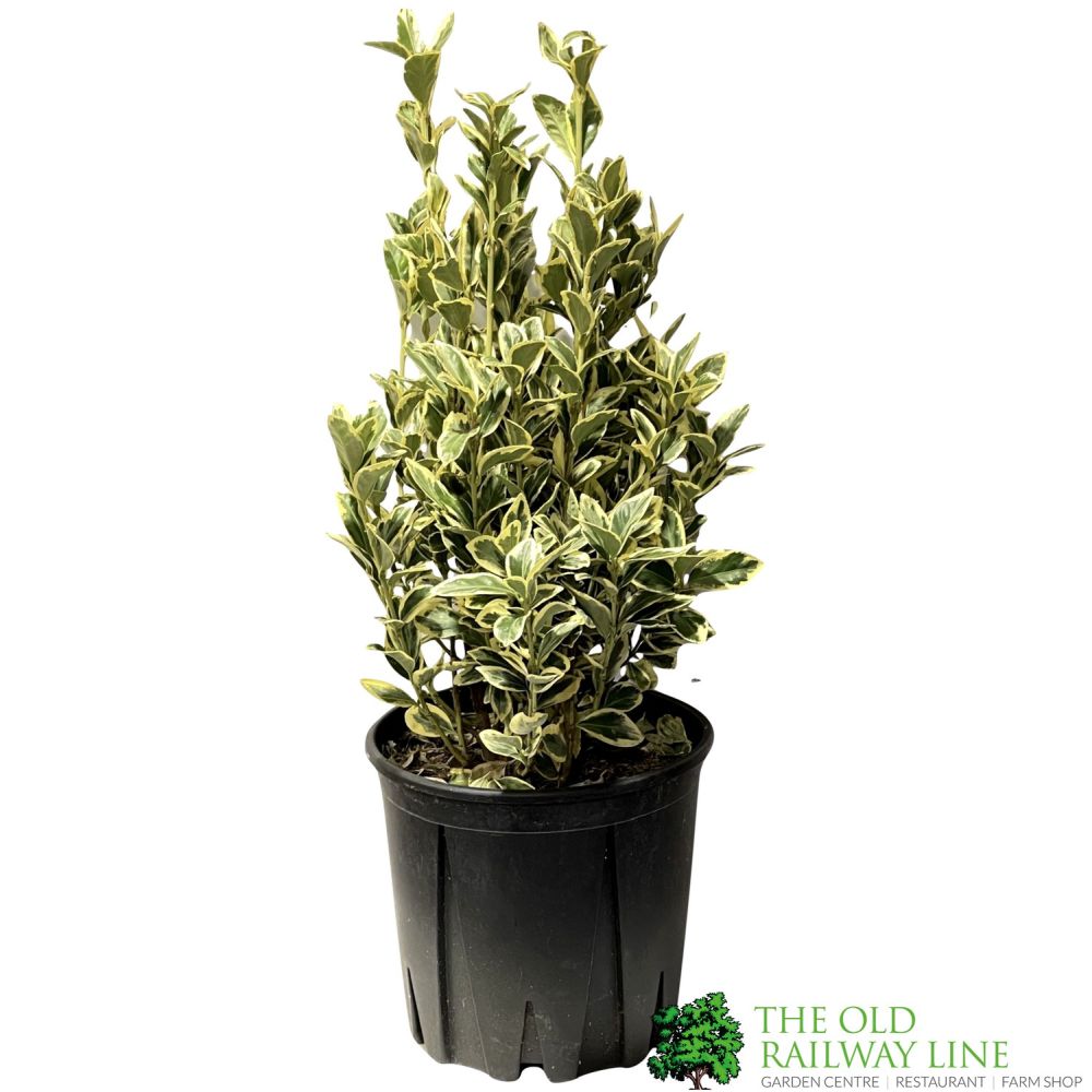 Euonymus Japonicus 'Bravo' Bush Plant - 10Ltr Pot