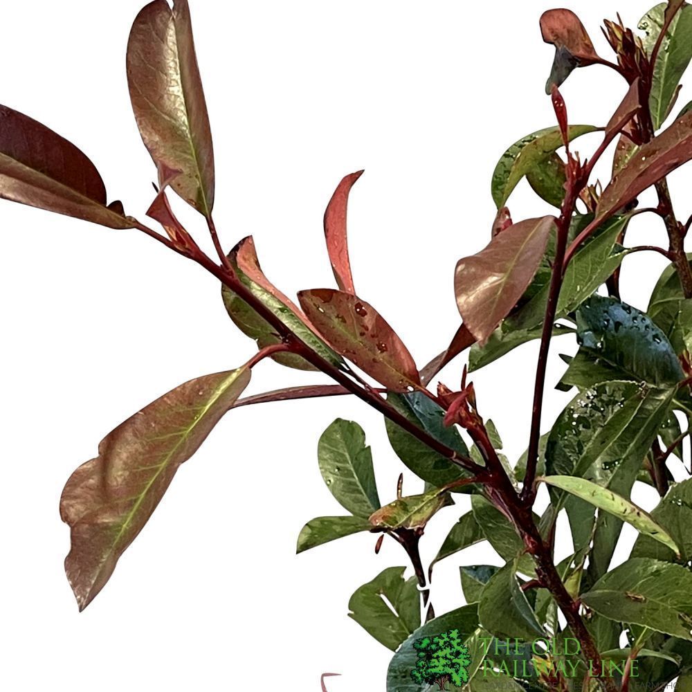 Photinia Fraseri 'Red Robin' Plant 80cm Tall (IT)