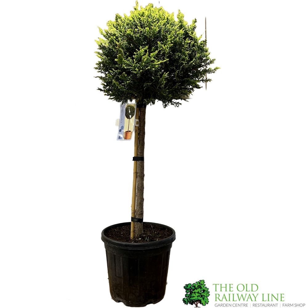 Cupressus leylandii 'Castlewellan Gold' Half-standard Conifer 140cm Tall