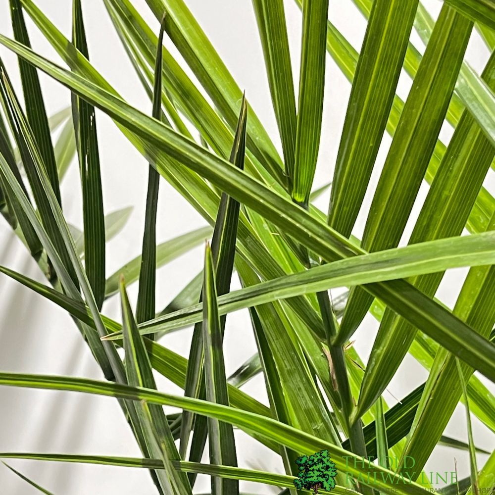 Phoenix canariensis Canary Island Date Palm 3Ltr Pot