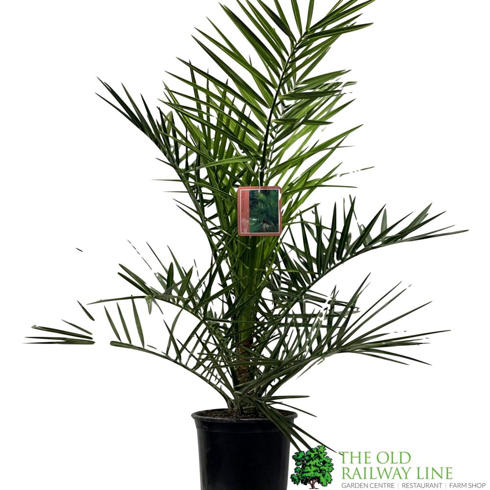 Phoenix canariensis Canary Island Date Palm 3Ltr Pot