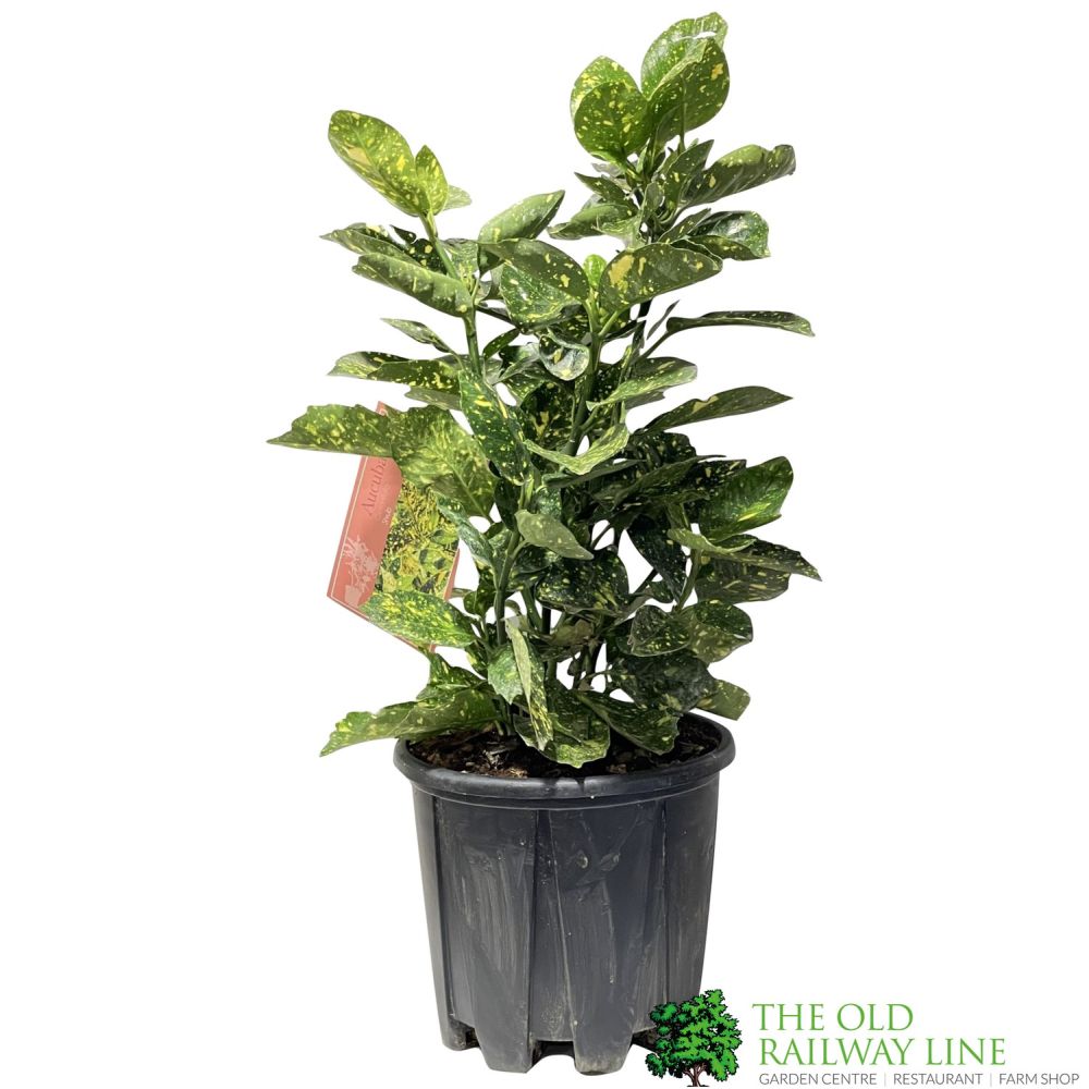 Aucuba Japonica 'Crotonifolia' Plant 40cm Tall (IT)