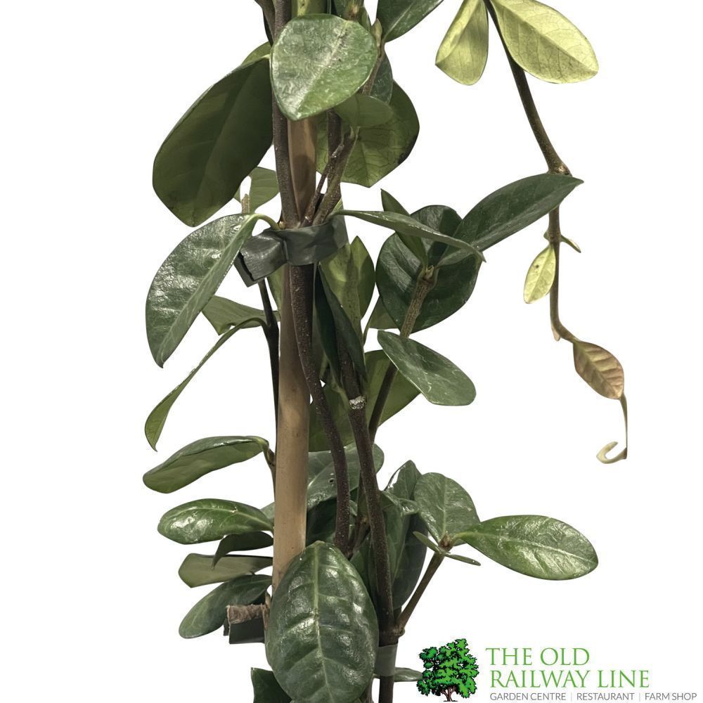 Trachelospermum Jasminoides 'Star Jasmine' Climber 1m Tall (IT)