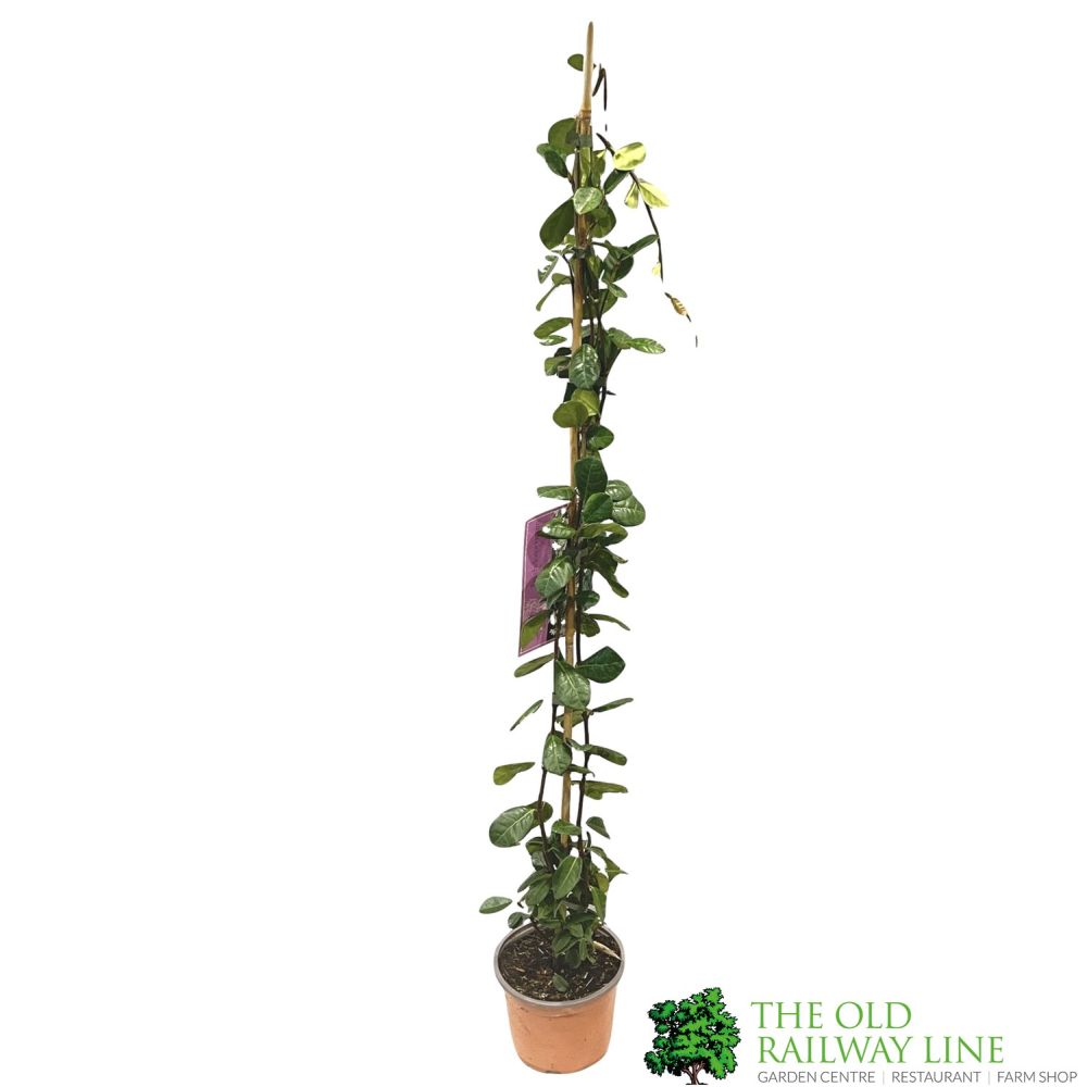 Trachelospermum Jasminoides 'Star Jasmine' Climber 1m Tall (IT)