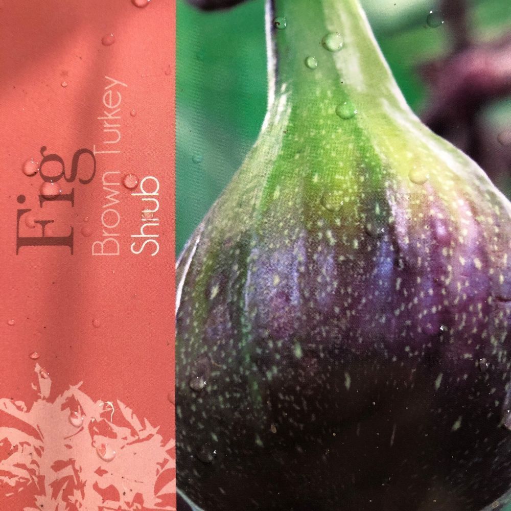 Fig 'Brown Turkey' Fruit Tree 60cm Tall (IT)