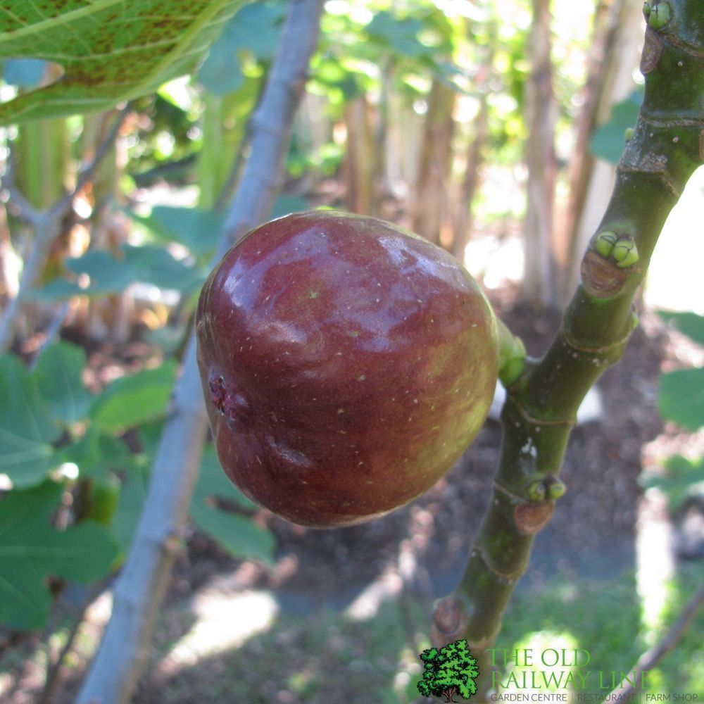 Fig 'Brown Turkey' Fruit Tree 60cm Tall (IT)