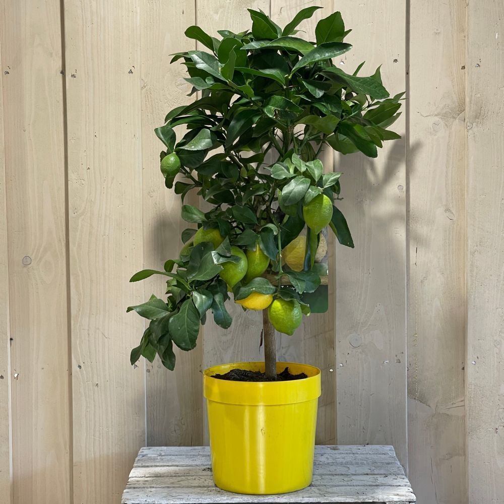 Lemon Tree Mini-Stem 3Ltr Pot