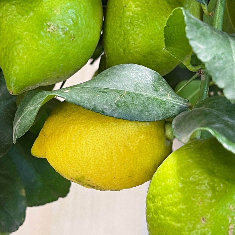 Lemon Tree Mini-Stem 3Ltr Pot