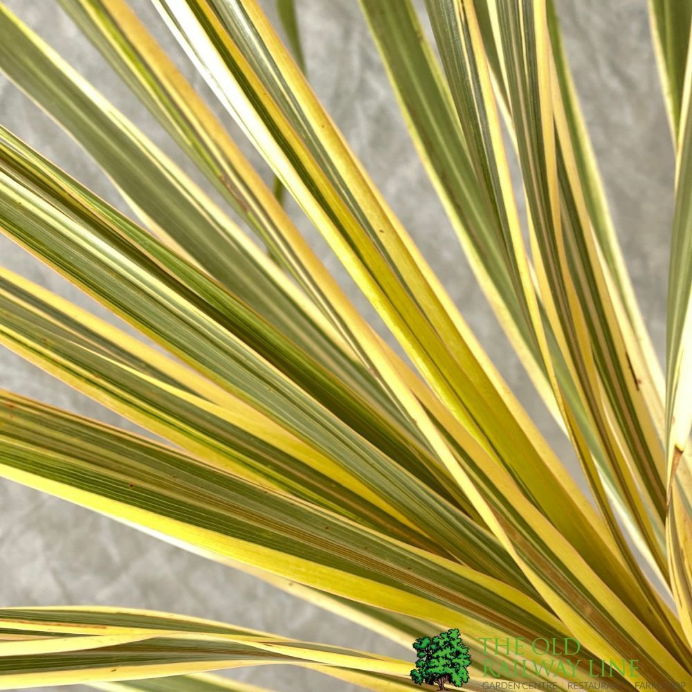 Cordyline Australis 'Torbay Dazzler' 60cm Tall (IT)