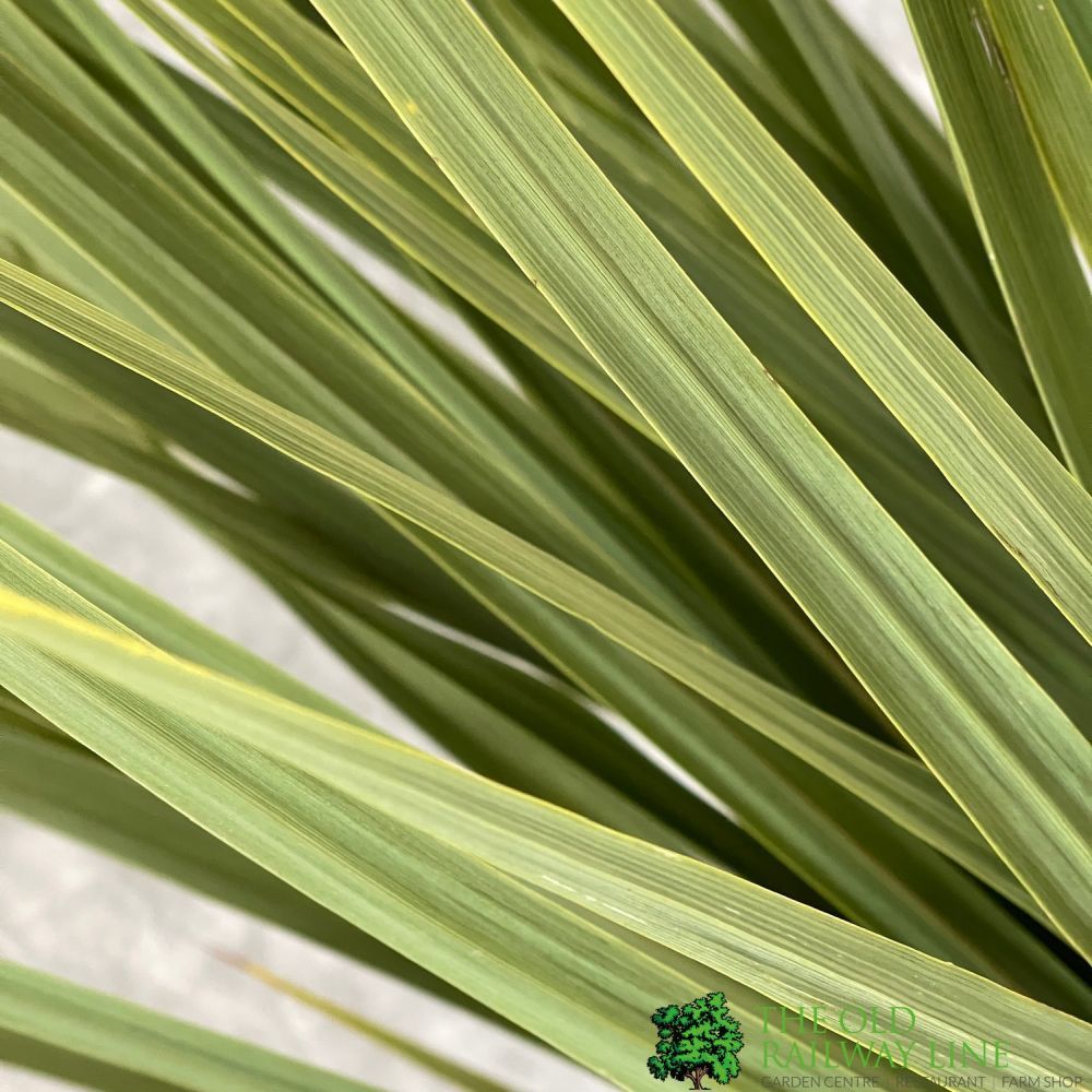 Cordyline Australis Palm Tree 1.25m Tall (IT)