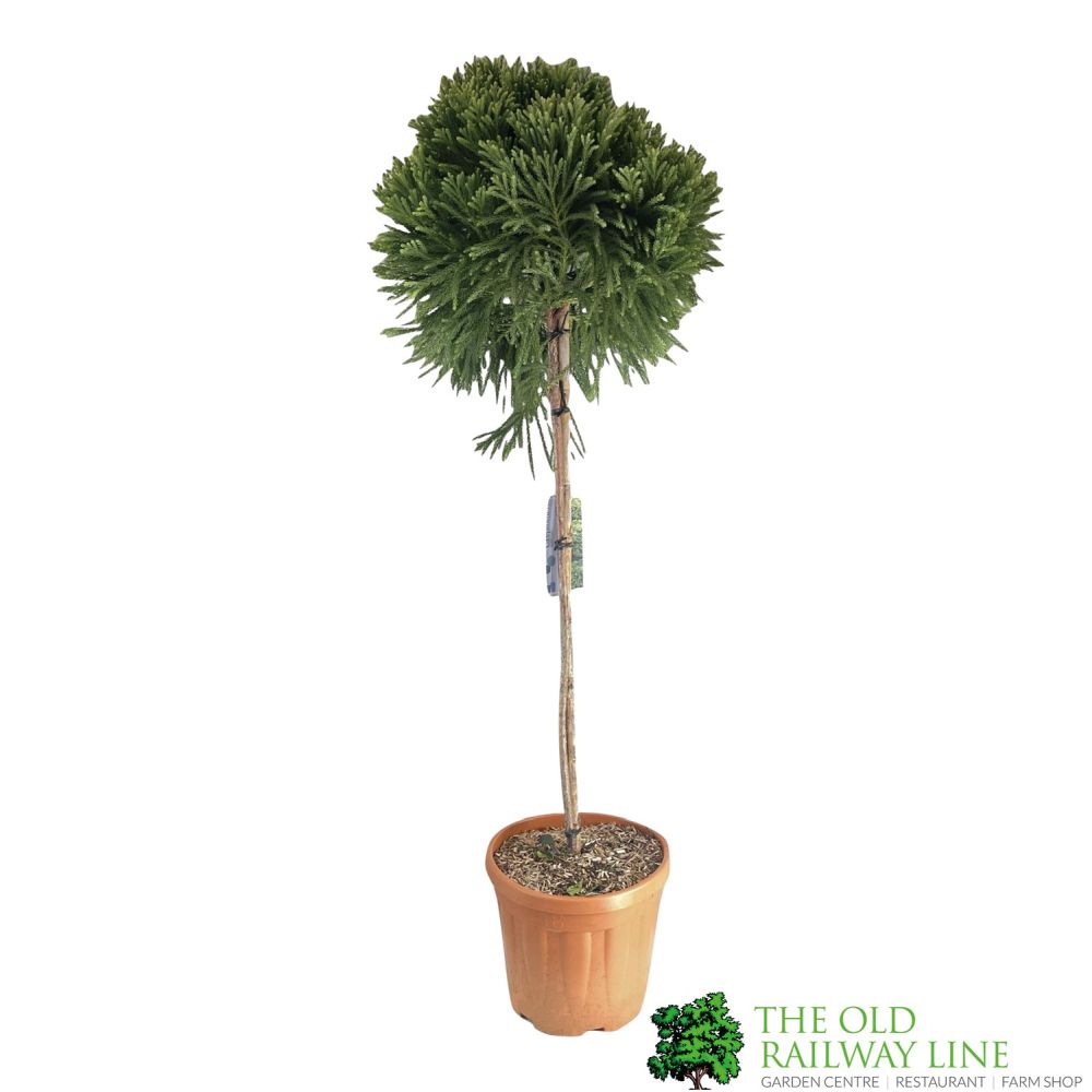 Cryptomeria Japonica Half Standard 150cm Tall (IT)