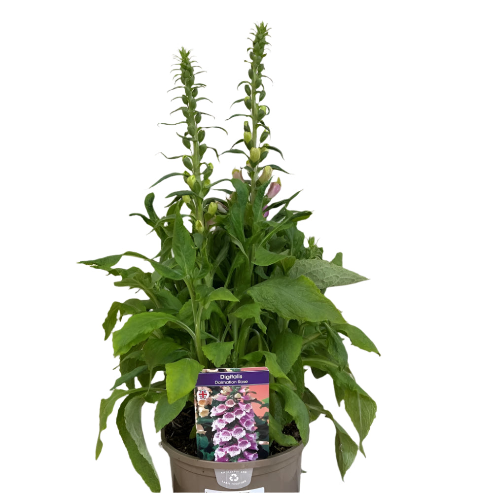 Foxglove 'Dalmatian Rose' Digitalis purpurea 3Ltr Pot
